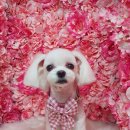 바비펫살롱 이미지