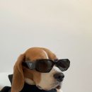 귀여워 강아지 이미지