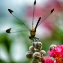 십일남매 이미지