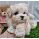 아이러브독 강아지 부천점 이미지