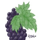 산머루 이미지