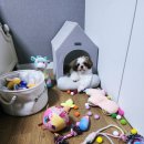 청정미트 - 시흥시 거북섬중앙로 1 | 드디어 찾은 기호성 좋은 고단백사료! 펫카인드 그린트라이프 레드미트 후기