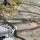 쌍용코다리 이미지