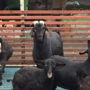 종축농장 이미지