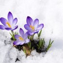 눈속에피는꽃 이미지