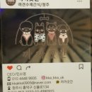 아지파파 이미지