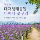 부산 대저생태공원 버베나 6월 꽃구경 초여름 데이트 코스 추천