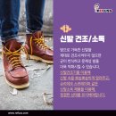 레푸스 다산