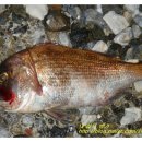 송악 낚시터 이미지