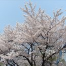 ```수봉공원 벚꽃입니다 ```구경가세요 ```ㅎㅎㅎ 이미지