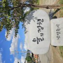 남양주시 물의정원 황화 코스모스물결 이미지