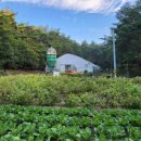 통일청란 이미지