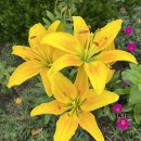 성문카센타 이미지