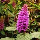 # 반려 식물 _ 꽃향유 Elsholtzia splendens 꽃말 및 개화 시기 번식 키우는 방법 후기 일지 기록