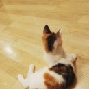 메이요미