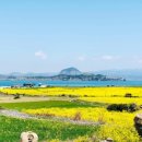 표선가시리민박 | 2026 제주도 유채꽃 축제 일정 총정리, 개화시기·명소·여행코스 완벽가이드