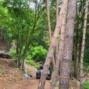 산주농장 | 85000평 산주의 표고버섯 임야방문후기