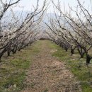 섬진농장 이미지