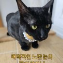 김냐옹 미용실 이미지