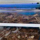 죽변항 | 울진 대게 활어회 신선함 최고 죽변항 맛집 방문 후기