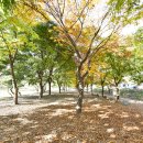 물결캠핑장 이미지