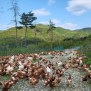 자연같이 팜 이미지