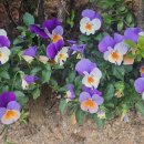 지장보건진료소 이미지