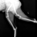 그랜드24시동물병원 이미지