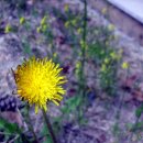 김두수「민들레」 이미지