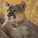 냥이의꿈 이미지