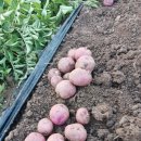 한미 반도체 수익확정 이미지