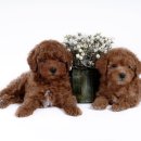 강아지PC 이미지