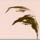 서오지리연꽃마을 이미지