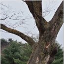 감곡 비상분리 3호(12호) | 810년 느티나무가 있는 천년고찰 세종 운주산 비암사..