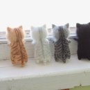 멋진 고양이 이미지