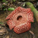 지구상에서 가장 큰 꽃, 라플레시아 [Rafflesia arnoldii, 大王花, 萊佛士花] 이미지