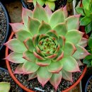 라온하제 이미지