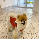 댕쓰마켓 이미지