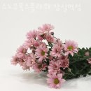 스노우폭스플라워잠실역점
