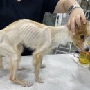 이솜 동물병원 이미지