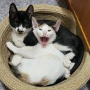 씨유진동신화점 | 매운맛! 술안주로 딱인 대구시장동 닭발 맛집 '신화불닭발 상인점' 가격, 위치, 리뷰(실제방문후기)