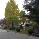 길안초교 이미지