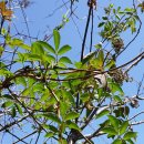 봉평농장 이미지