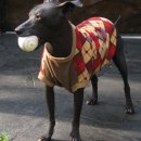 오키드 헤어 이미지