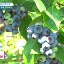 블루베리 먹었더니 이런 변화가 이미지