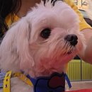 하림맥시칸 이미지