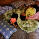 반딧불민박 이미지