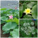 홍연농장 이미지