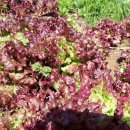 하나행운켄넬 이미지