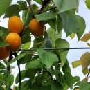 버드네농장 이미지